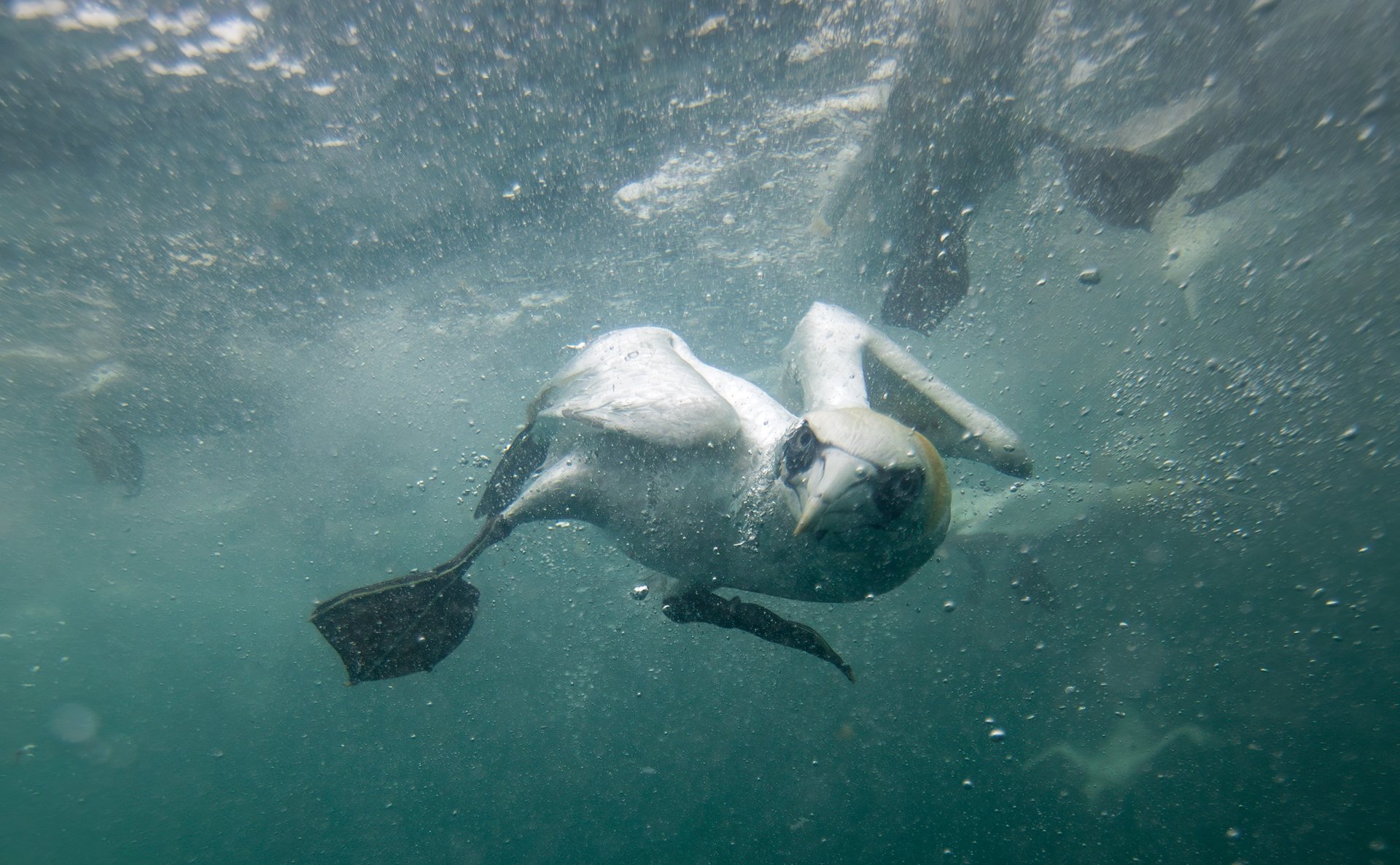 Northern gannet underwater